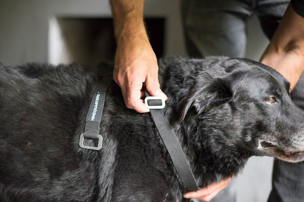 HERE'S HOW TO PUT A HINDQUARTERS HARNESS ON (OUR STEP BY STEP GUIDE TO GETTING THINGS RIGHT FOR YOUR DOG)
