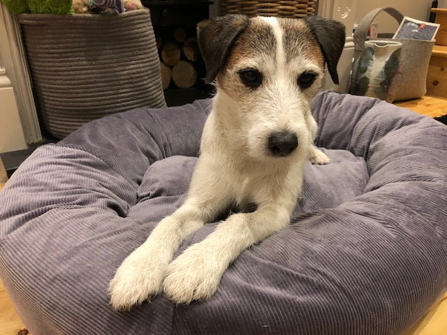 Tag a Parson Russell Terrier in bed