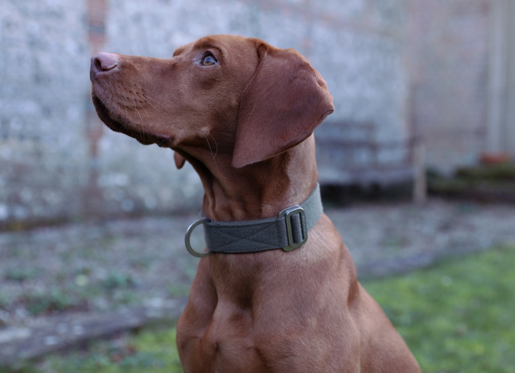 SKY : WHICH COLOUR DOG COLLAR SUITS A VIZSLA BEST, RED OR KHAKI?