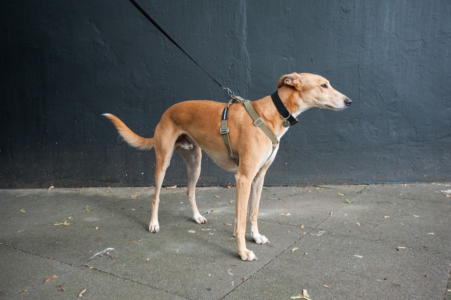 BARRY : KHAKI HARNESS FOR A SIGHTHOUND