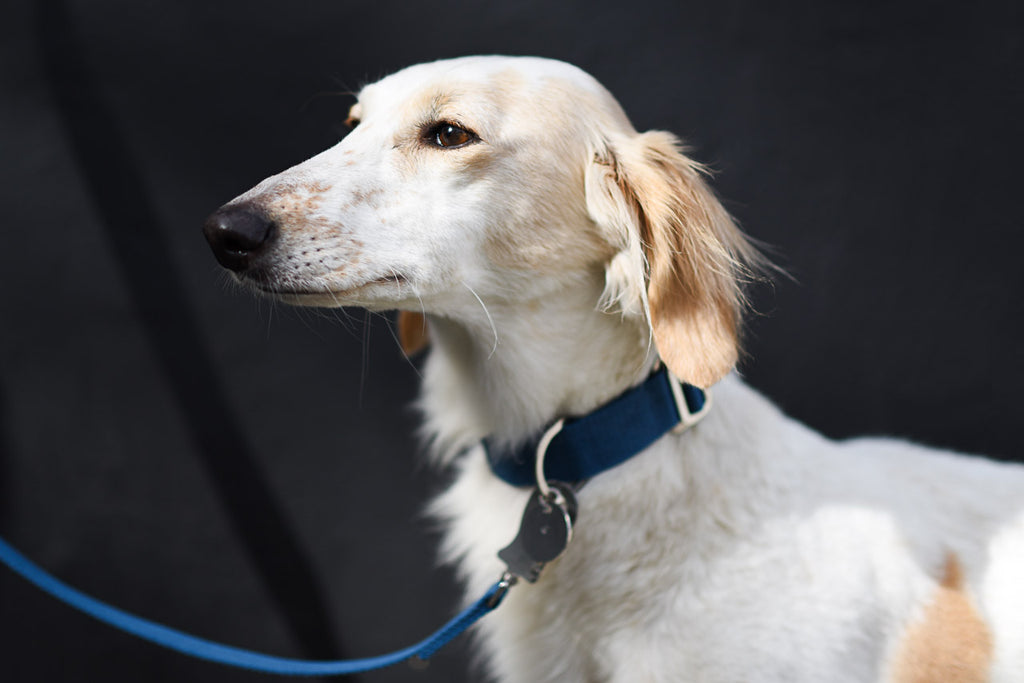 ANGEL : COLLARS AND LEADS FOR A SALUKI