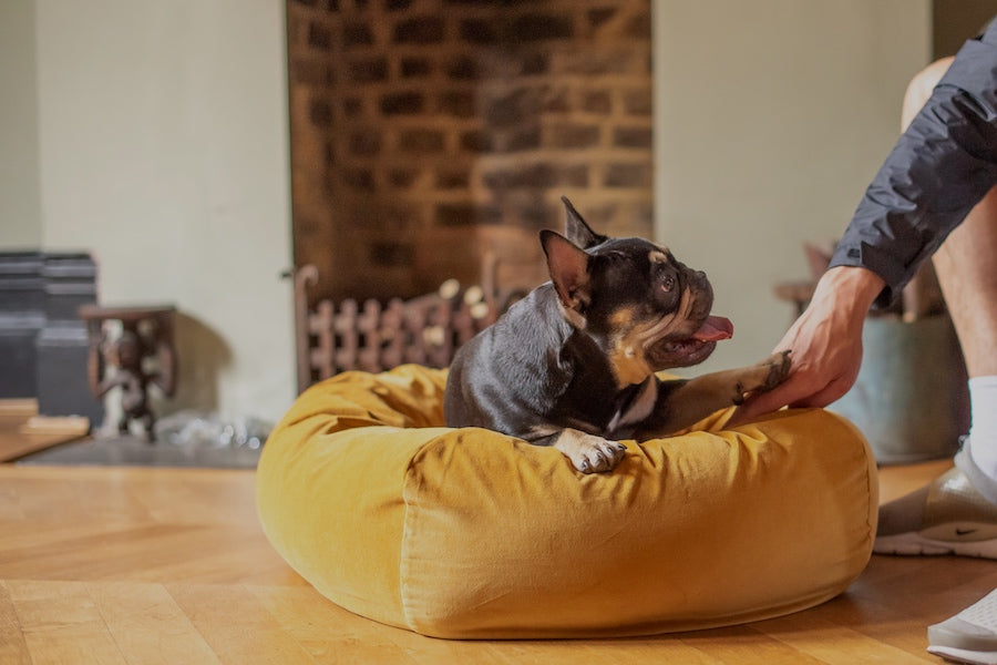 WHICH DOG BED FOR A FRENCH BULLDOG? THE BEST BED FOR A FRENCHIE