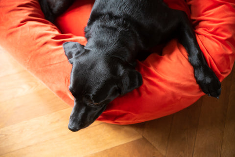 Dog Beds