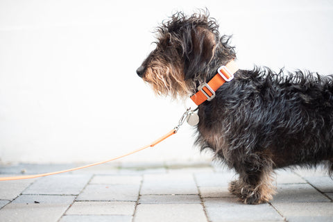 Dog Collars