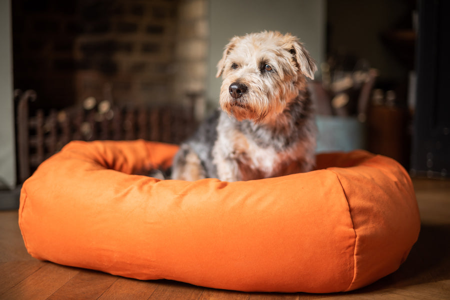 orange comfy bed
