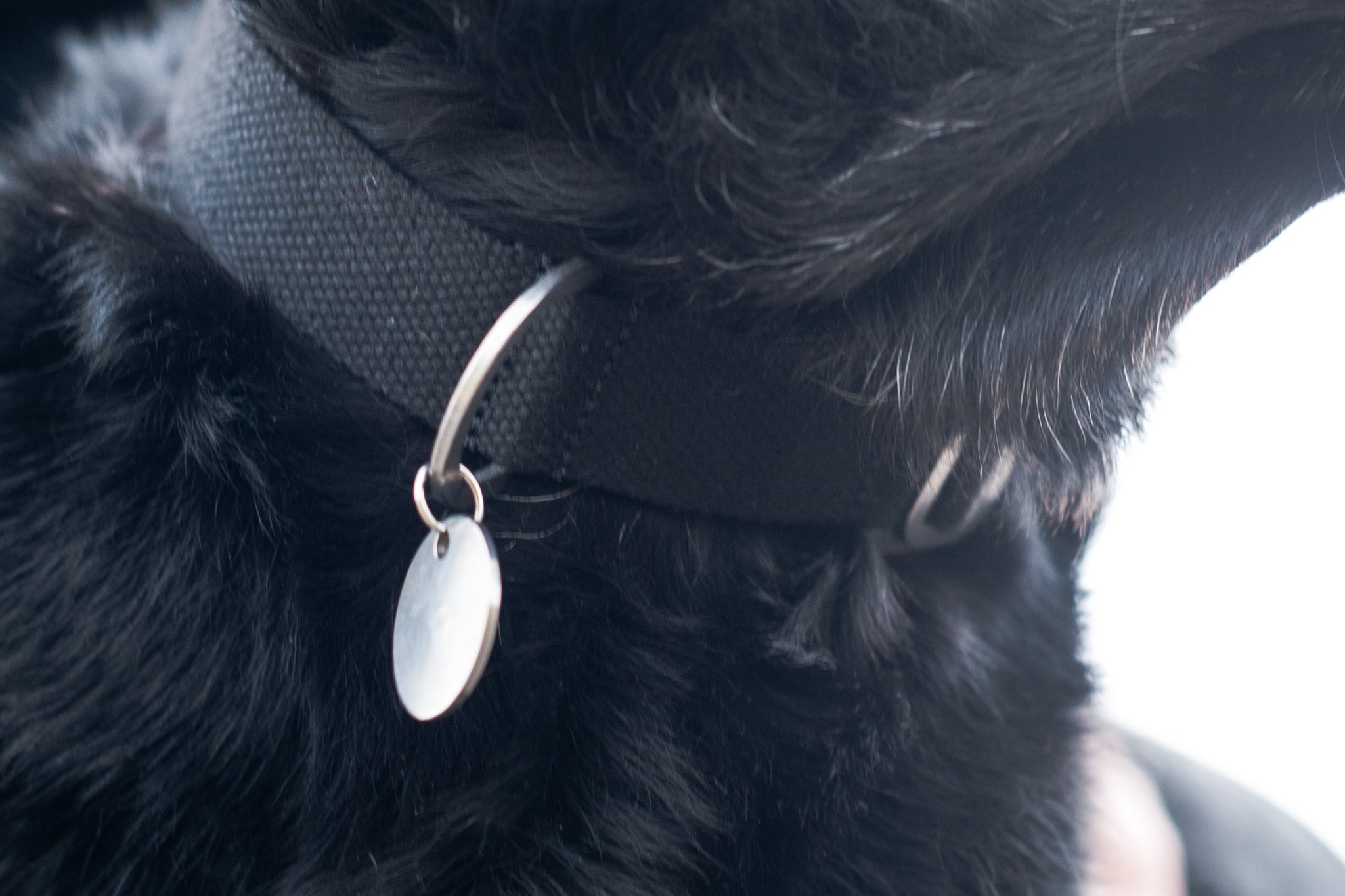black dog collar with tag
