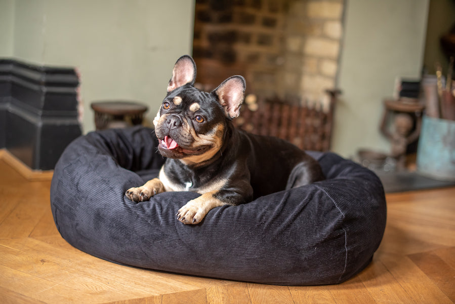 black dog bed for frenchie
