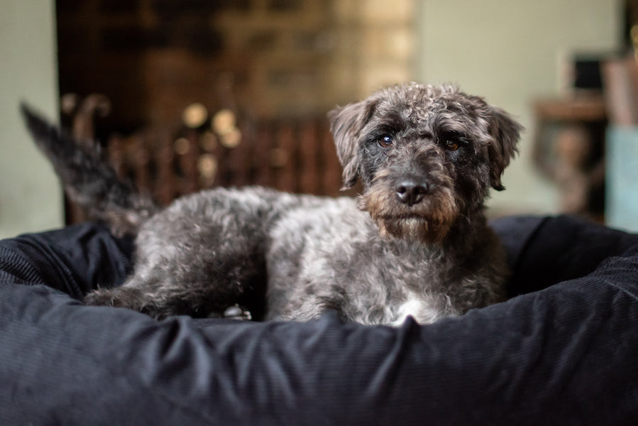 black small dog bed