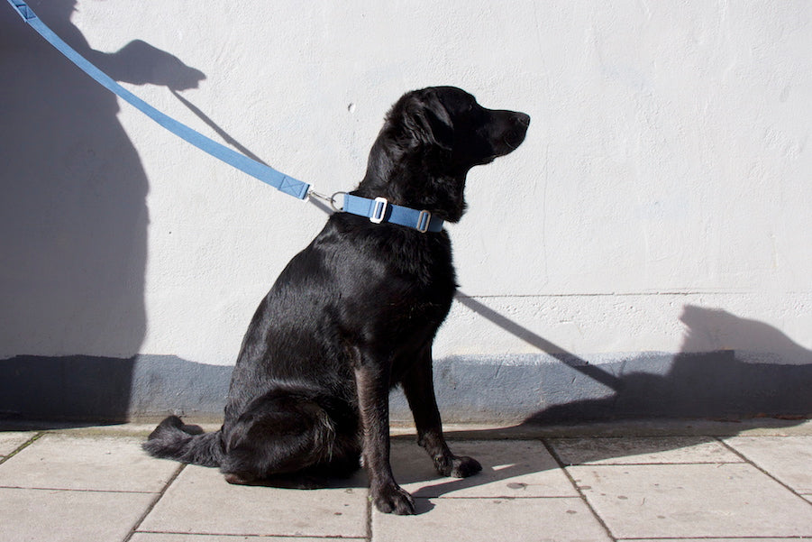 Blue dog lead HINDQUARTERS