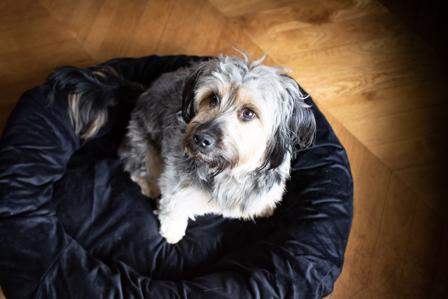 comfy bed for cockapoo