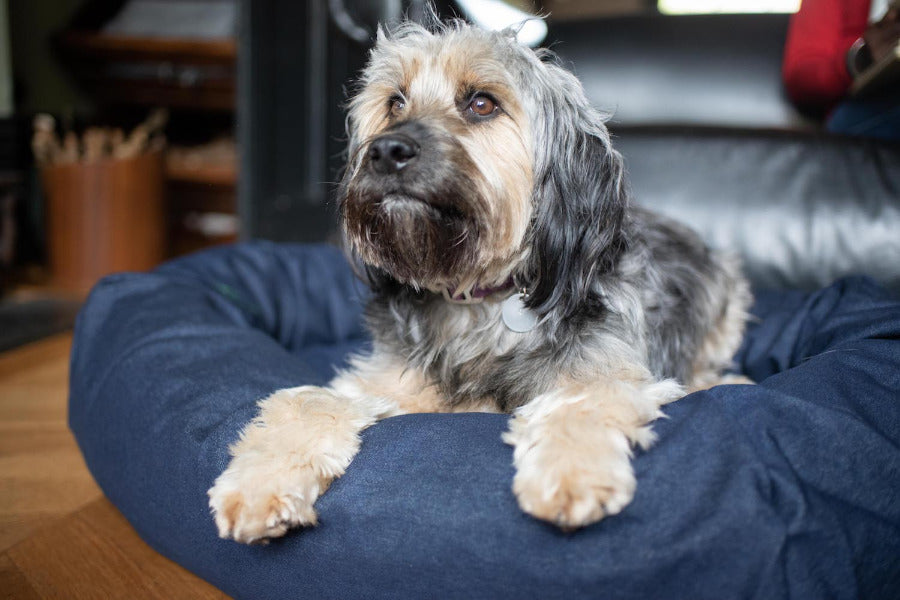 comfy denim dog bed