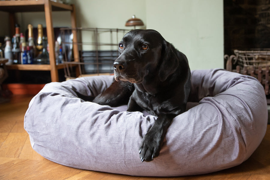 comfy dog bed