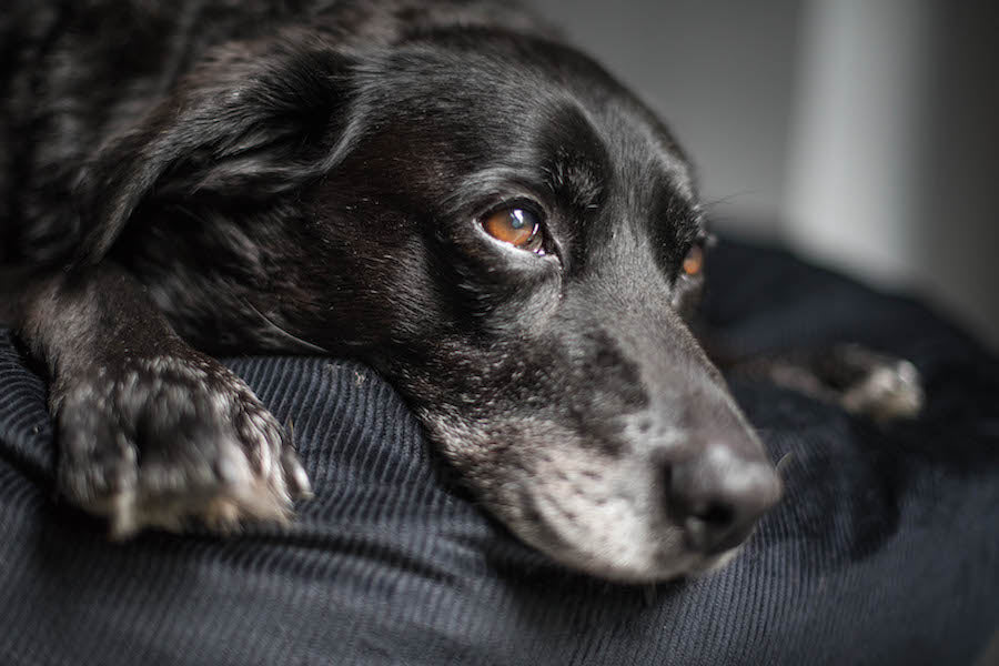 comfy black cord dog bed