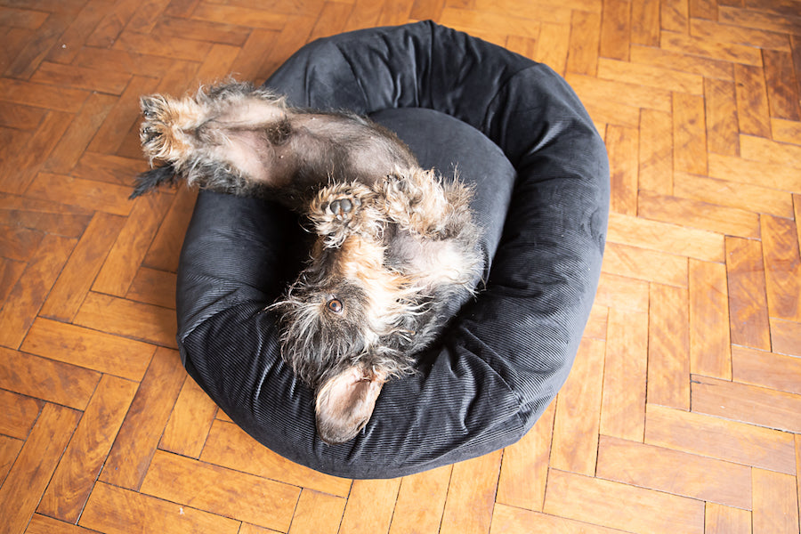 comfy black dog bed for small dog