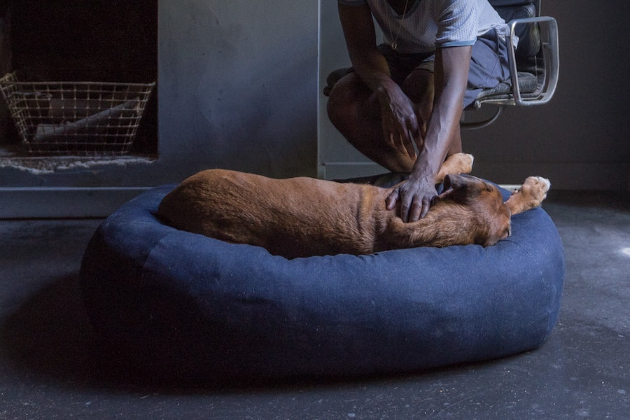 comfy denim dog bed