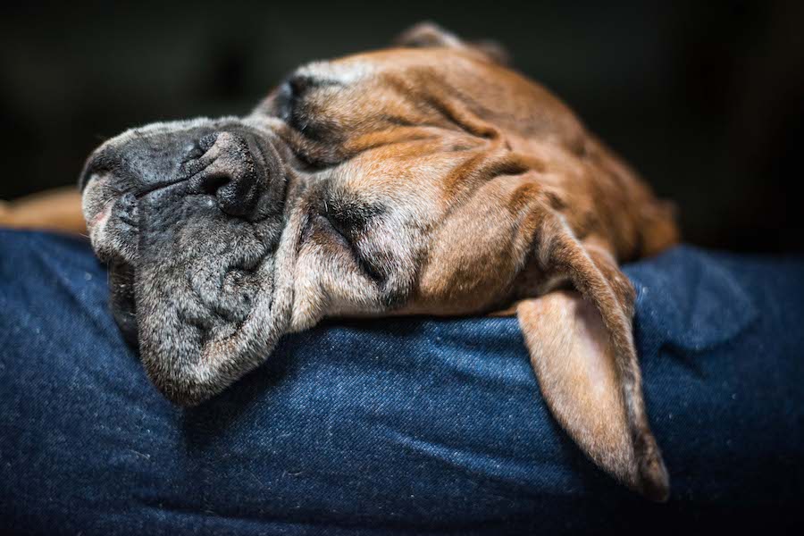 comfy denim dog bed for boxer