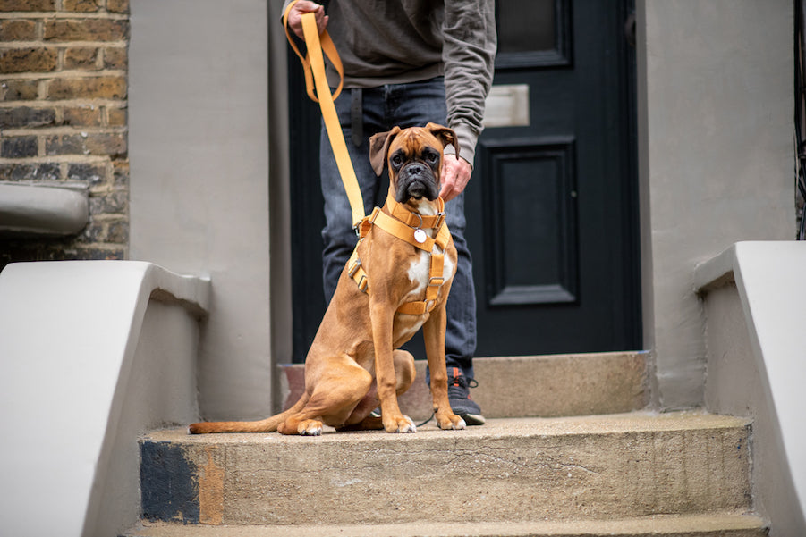 comfy harness for dog