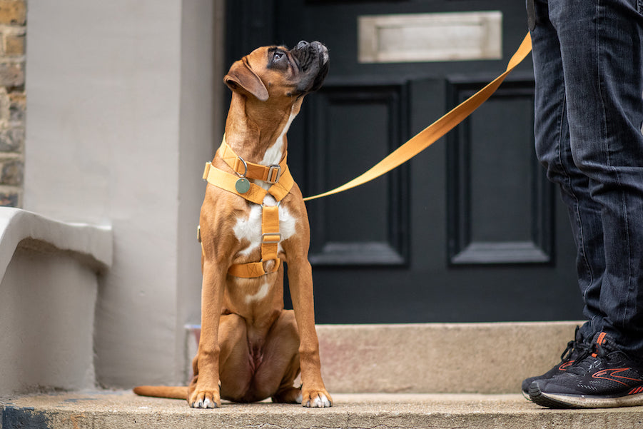 comfy harness for dog