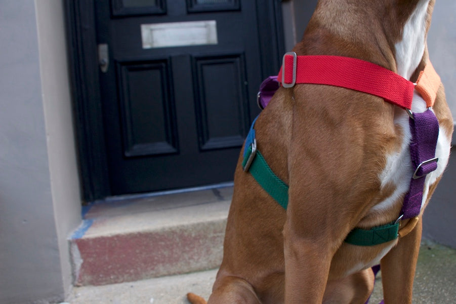 cool comfy harness for dog