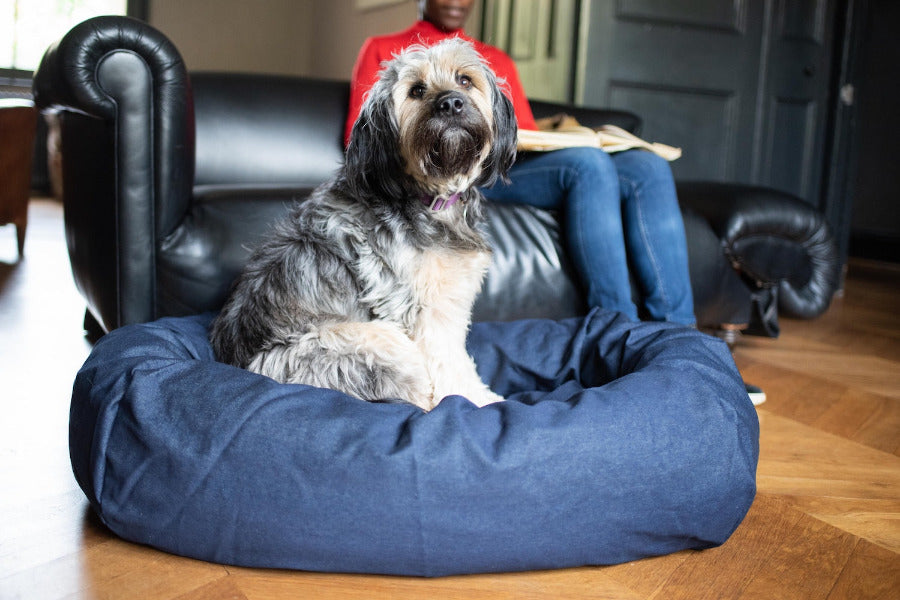 denim dog bed for cockapoo