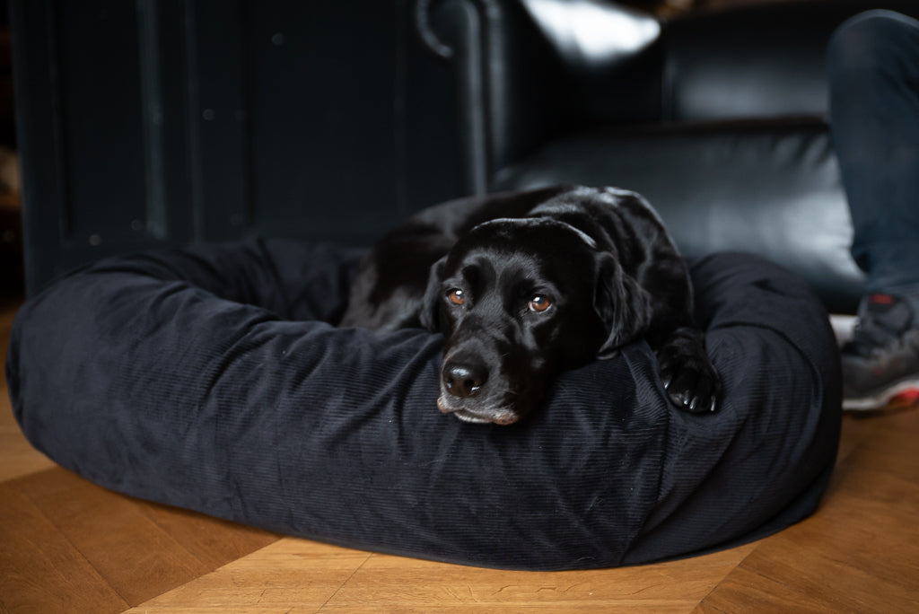 bed for black dog