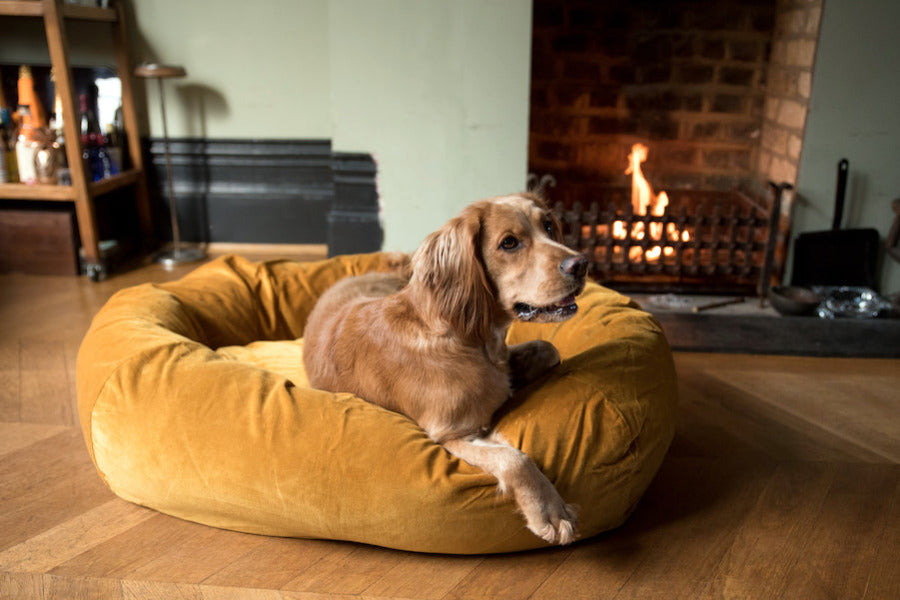 dog bed for red spaniel