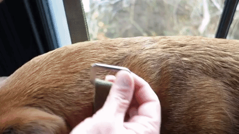 fastening a khaki dog collar