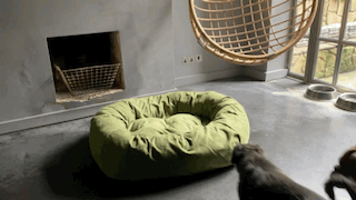 Green Dog Bed