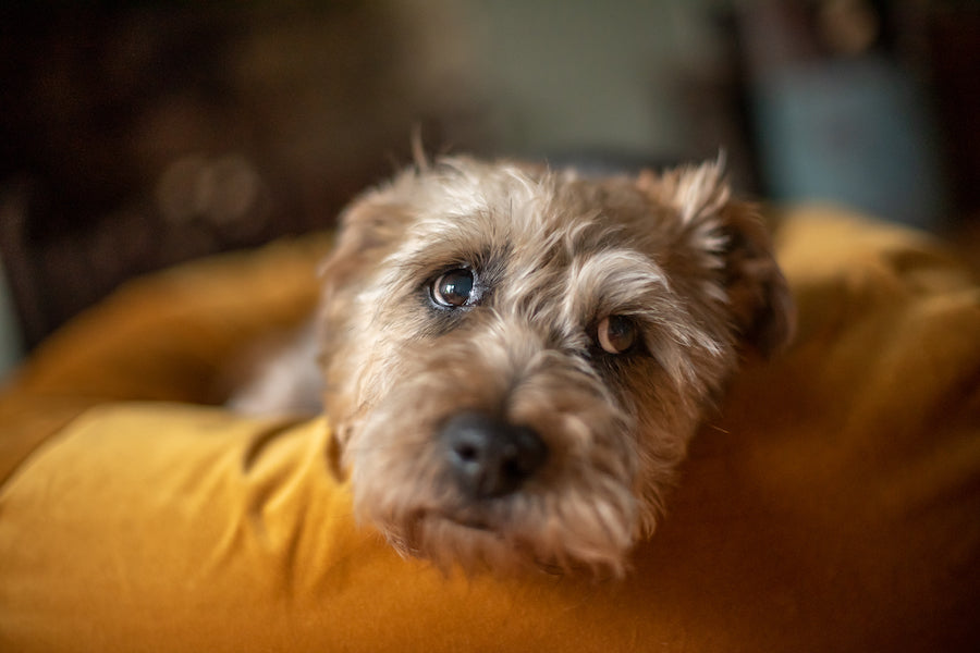 gold velvet bed for small dog