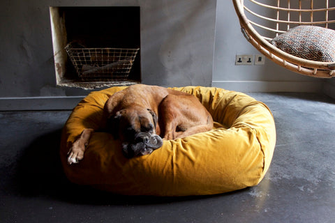 gold velvet dog bed