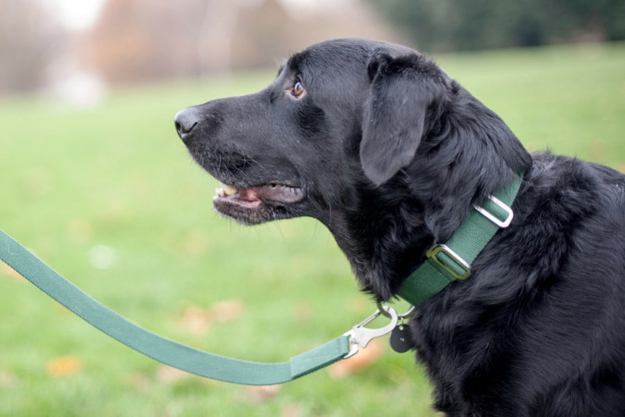 green collar for a lab
