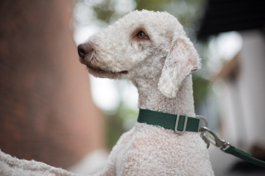 green dog collar for bedlington terrier