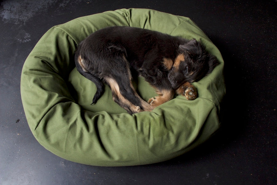 green dog bed