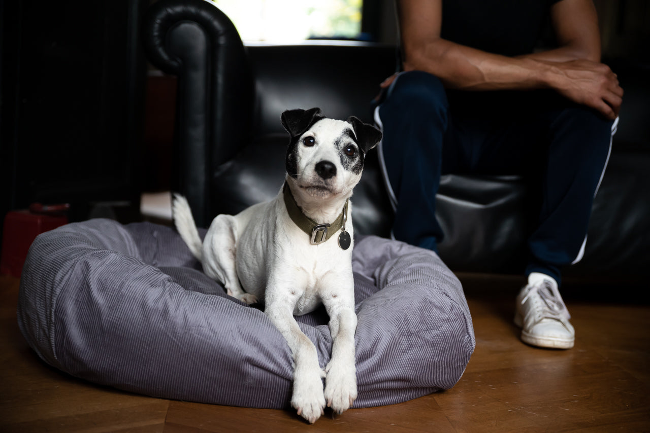 grey bed for dog