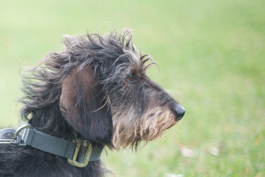 grey collar for dachshund