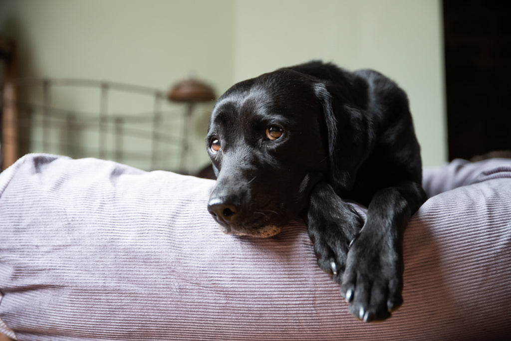 grey corduroy dog bed