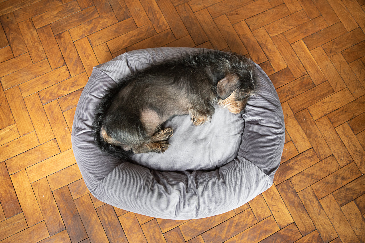 grey dog bed