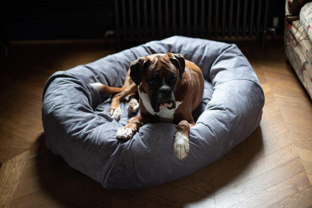 grey dog bed