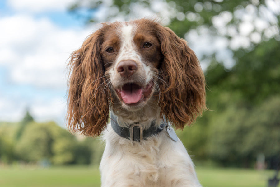 grey dog collar for springer