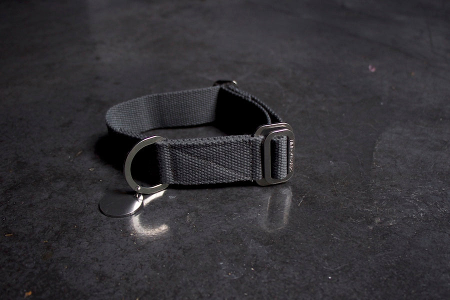 grey dog collar