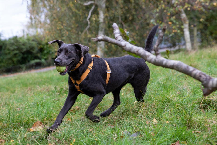 comfy harness for a lab
