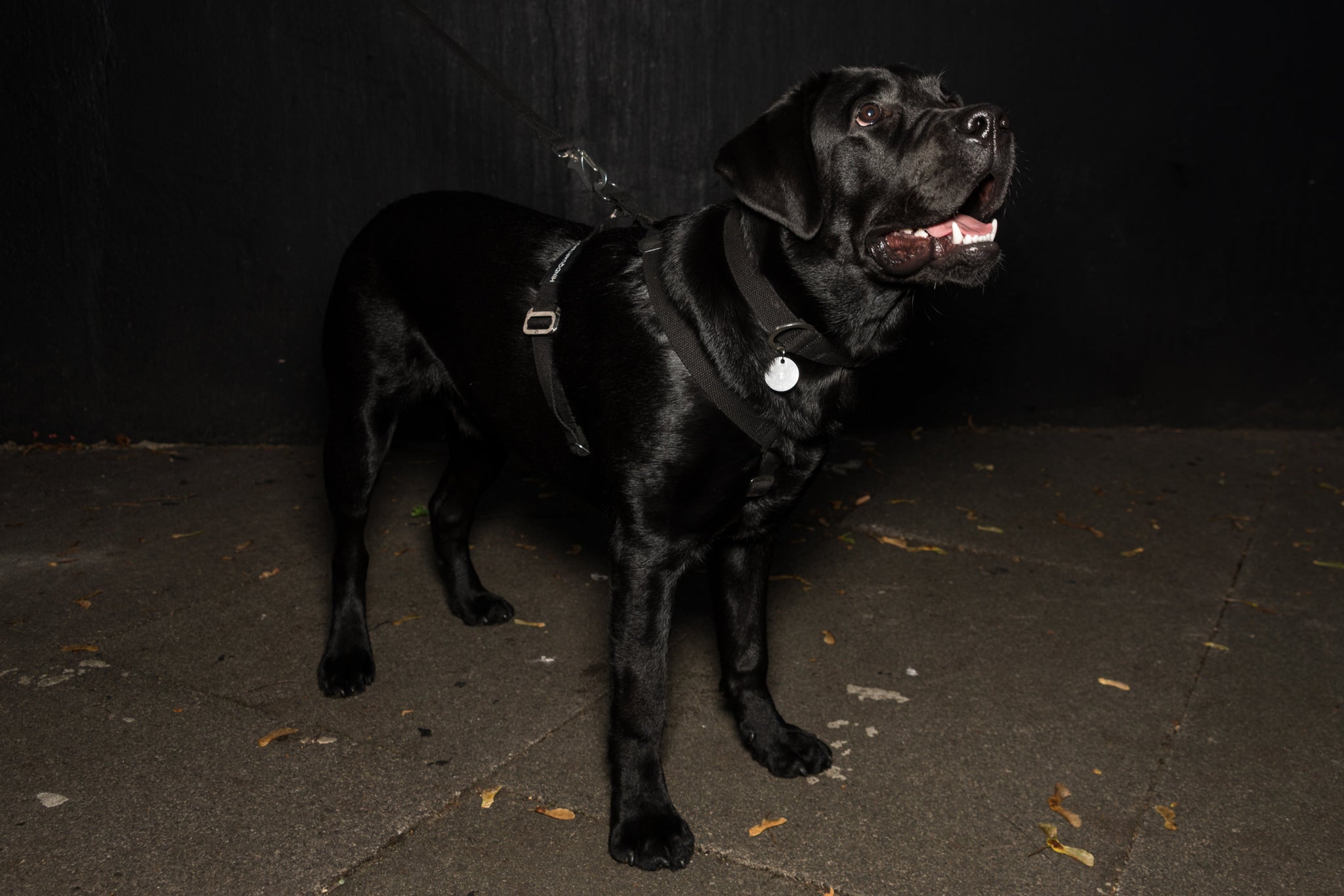 harness for a black lab
