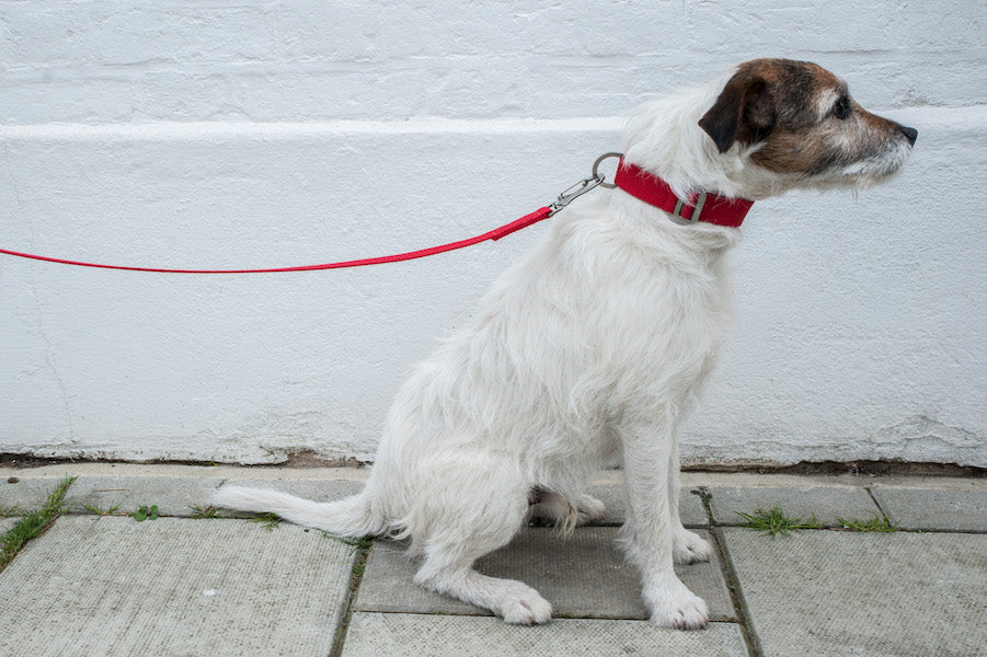 red dog collar for parsons