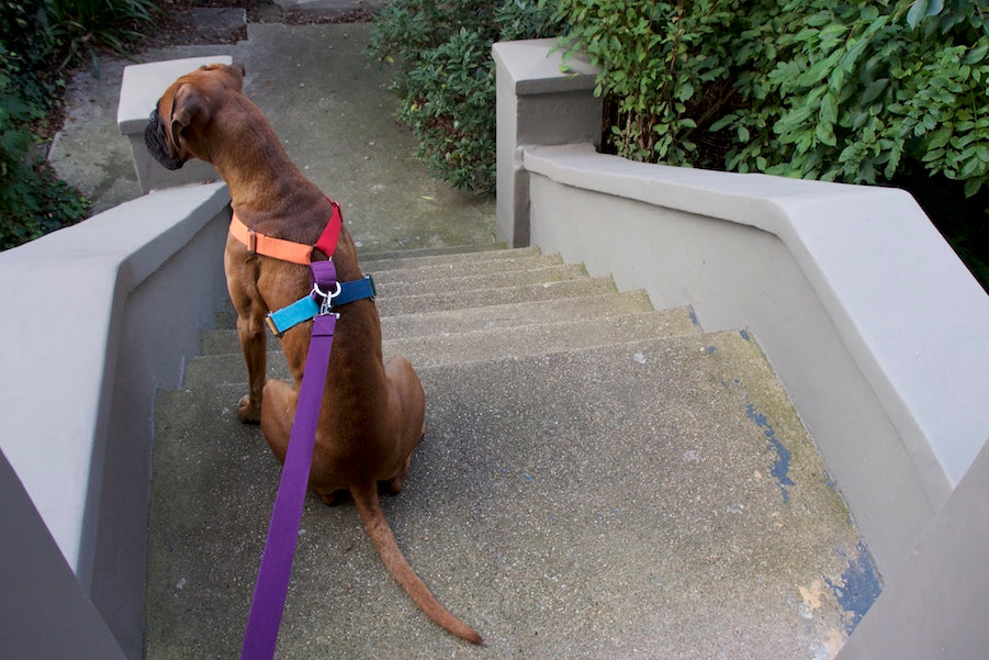 multicoloured harness