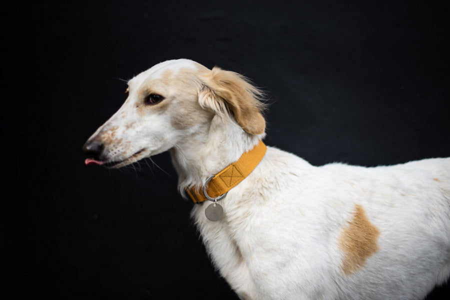 mustard yellow collar for saluki