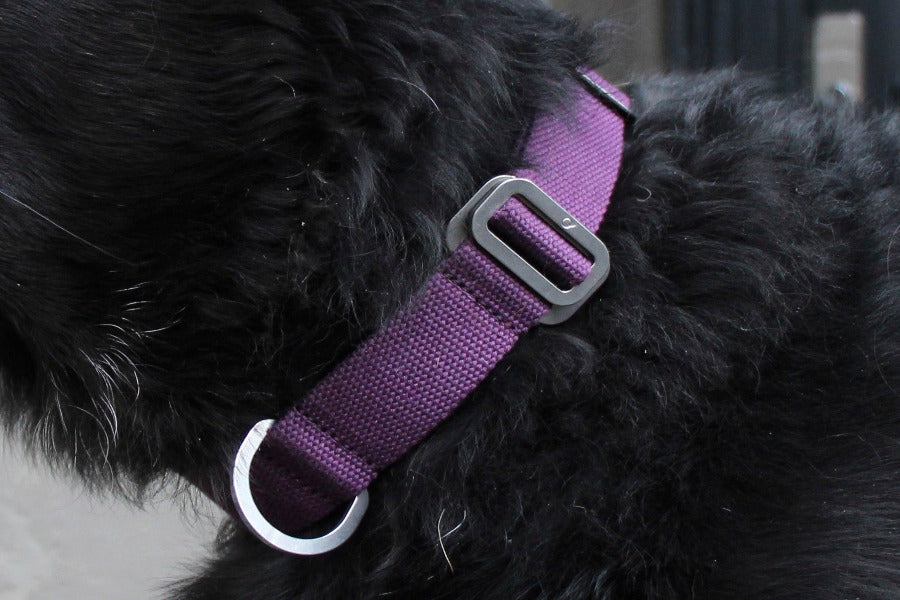 purple cotton fabric dog collar