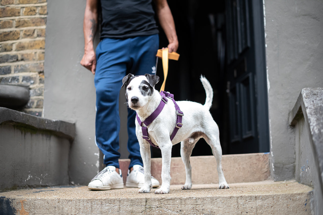 purple harness