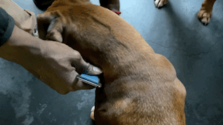 putting a blue collar on