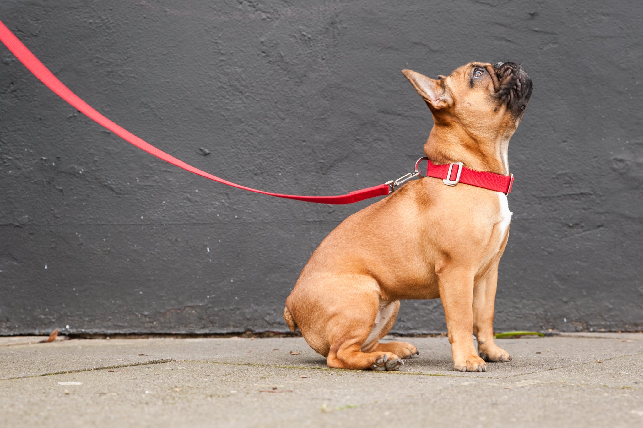 red dog collar and lead for frenchie