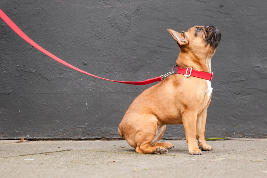 red collar and lead frenchie